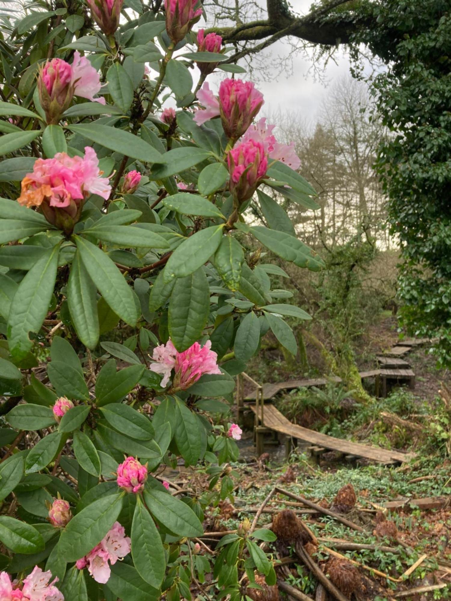 Hollyhocks Holiday Home- 2 Bedroomed Ground Floor Apartment Sleeps 5 Ivybridge Luaran gambar